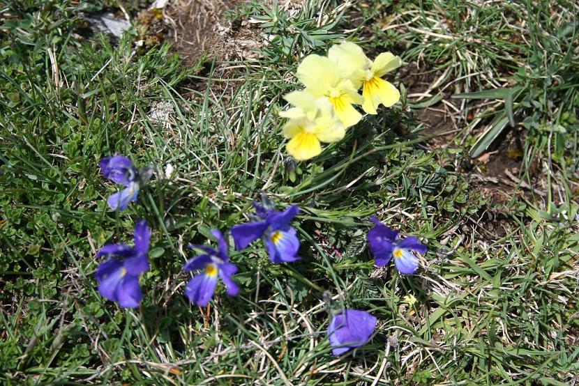 Viola eugeniae s.l.
